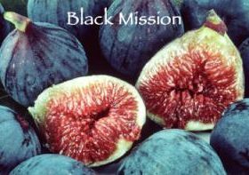 Black Mission Fig